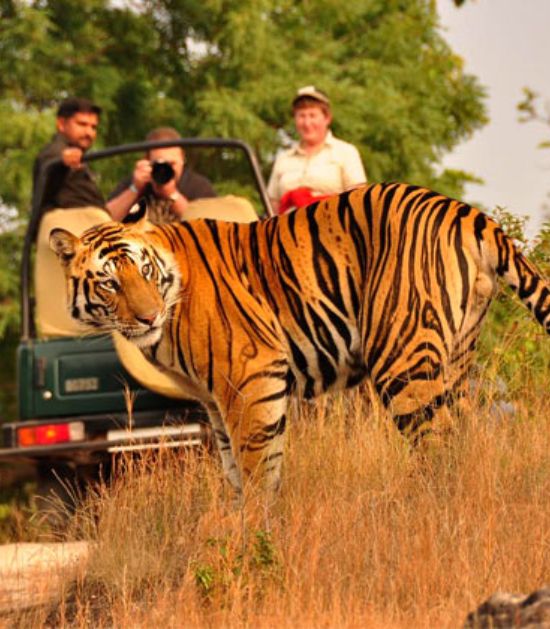 Wildlife Tours
